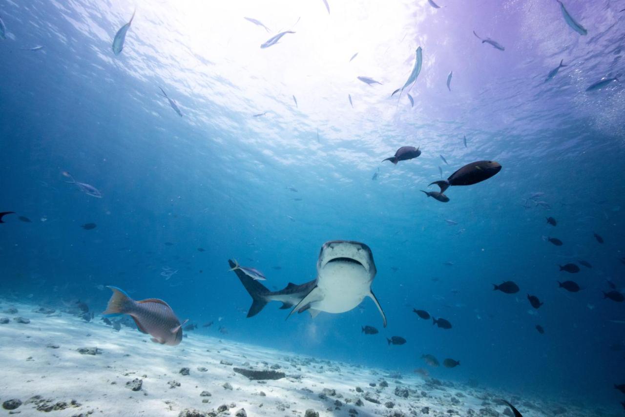 Tiger Shark Residence & Dive Fuvahmulah Exterior foto