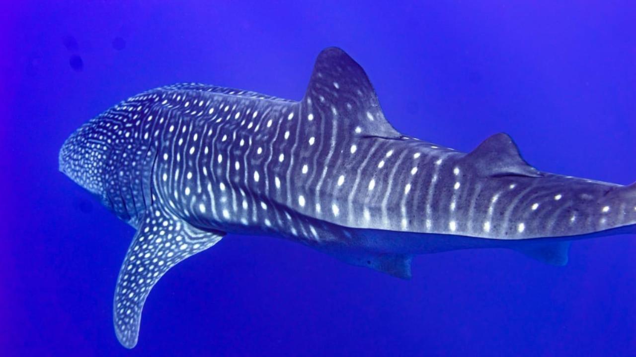 Tiger Shark Residence & Dive Fuvahmulah Exterior foto