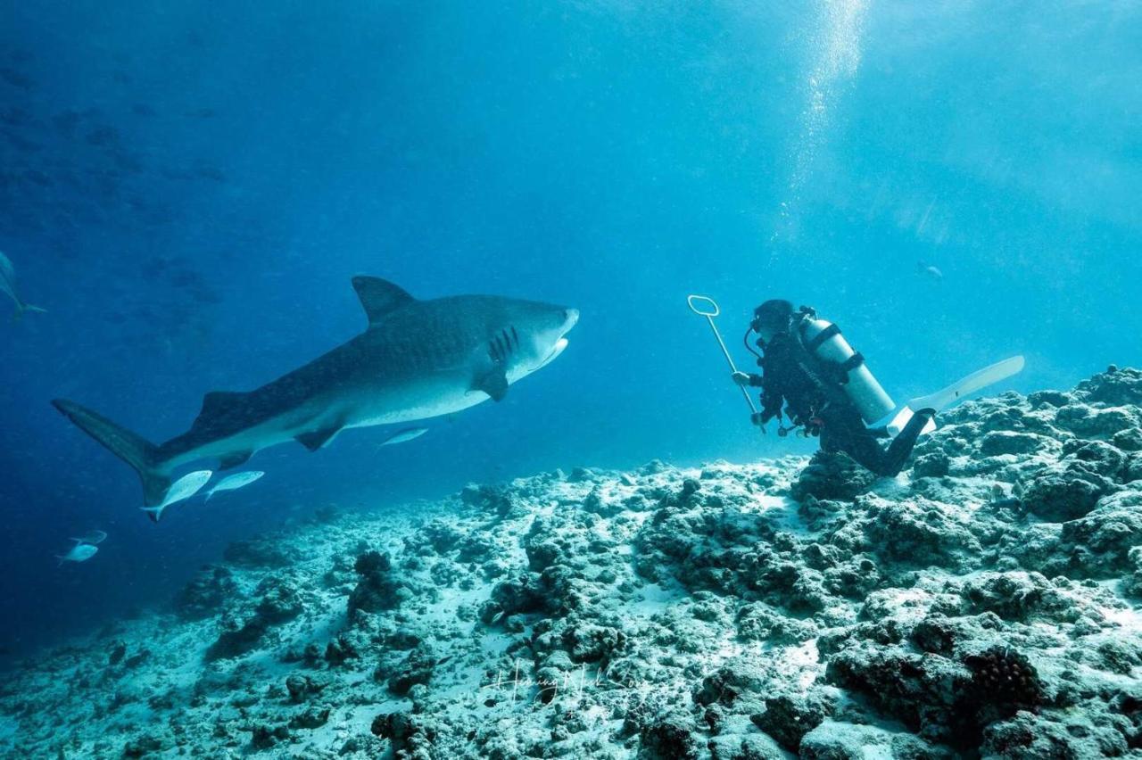 Tiger Shark Residence & Dive Fuvahmulah Exterior foto
